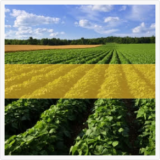 produits_frais_2